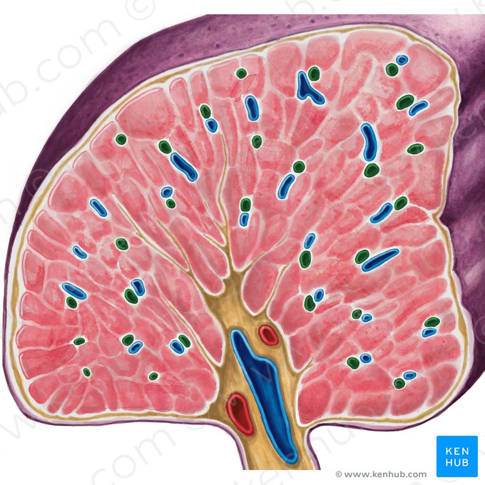 Trabecular artery of spleen (Arteria trabecularis splenis); Image: Irina Münstermann