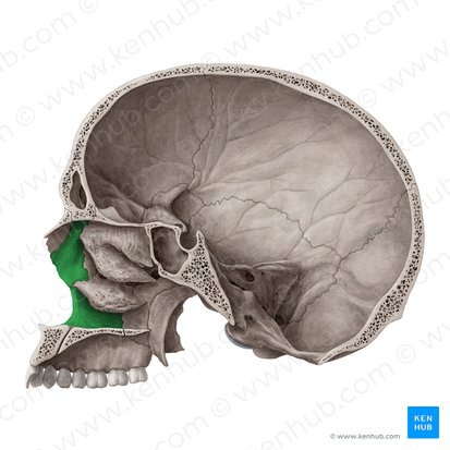 Facies nasalis maxillae (Nasenfläche des Oberkieferknochens); Bild: Yousun Koh