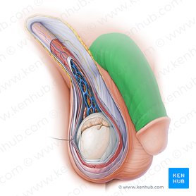 overzien Goneryl Bijlage Männliche Geschlechtsorgane - Anatomie, Lage, Funktion | Kenhub