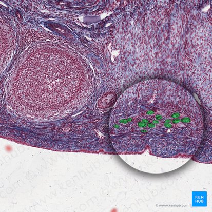 Primordial follicles; Image: 