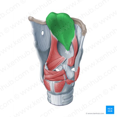 Cartilage épiglottique (Cartilago epiglottica); Image : Paul Kim