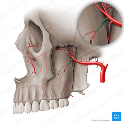 Artéria alveolar superior posterior (Arteria alveolaris superior posterior); Imagem: Paul Kim