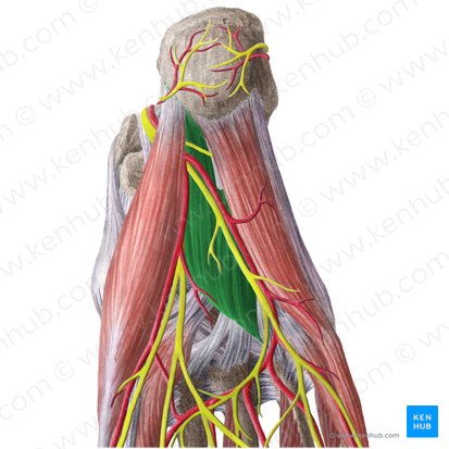 Músculo quadrado plantar (Musculus quadratus plantae); Imagem: Liene Znotina