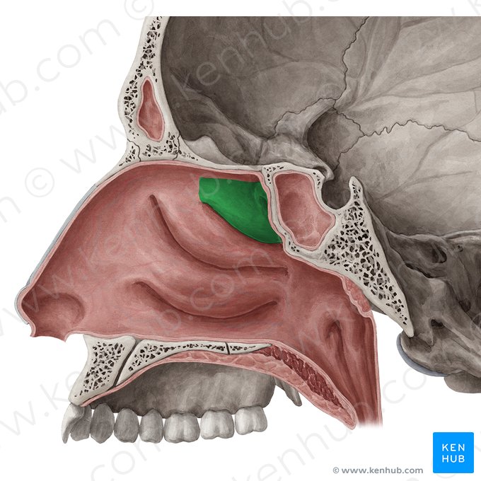 Superior nasal concha of ethmoid bone (Concha superior nasi ossis ethmoidalis); Image: Yousun Koh