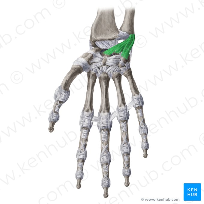 Ligamentum ulnocarpeum palmare (Hohlhandseitiges Ellen-Handwurzel-Band); Bild: Yousun Koh