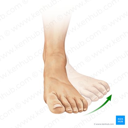 Eversion of foot (Eversio pedis); Image: Paul Kim