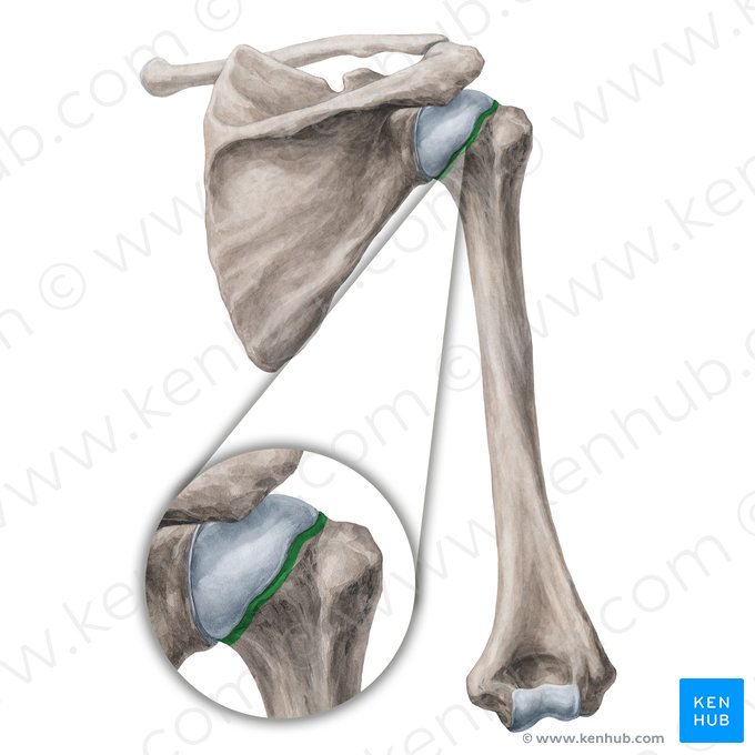 Cuello anatómico del húmero (Collum anatomicum humeri); Imagen: Yousun Koh