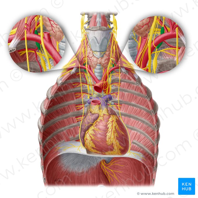 Ganglio cervicotorácico (Ganglion cervicothoracicum); Imagen: Yousun Koh
