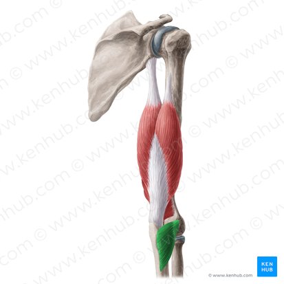 Músculo ancôneo (Musculus anconeus); Imagem: Yousun Koh