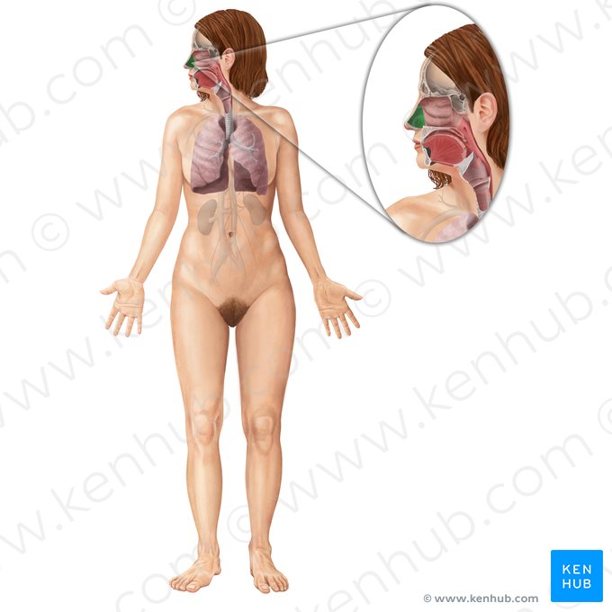 Vestíbulo nasal (Vestibulum nasi); Imagen: Begoña Rodriguez