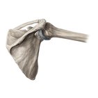 Scapula
