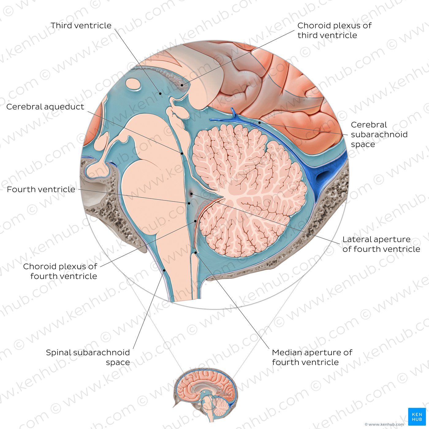 Pathway of cerebrospinal fluid circulation