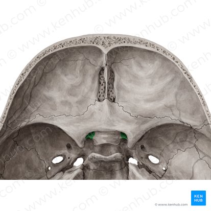 Optic canal (Canalis opticus); Image: Yousun Koh