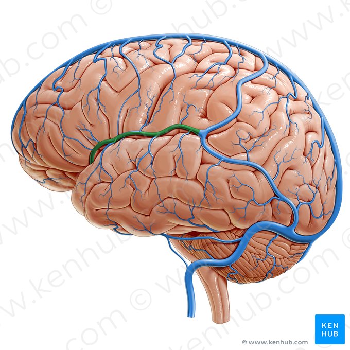 Veia cerebral superficial média (Vena media superficialis cerebri); Imagem: Paul Kim