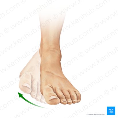 Inversion of foot (Inversio pedis); Image: Paul Kim