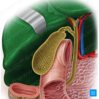 Liver (Hepar); Image: Samantha Zimmerman