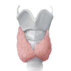 Thyroid and parathyroid glands