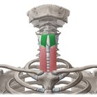 Thyrohyoid muscle