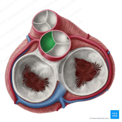 Válvula coronaria izquierda de la valva aórtica (Valvula coronaria sinistra valvae aortae); Imagen: Yousun Koh