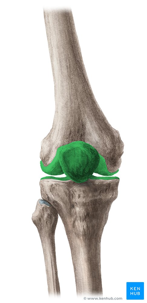 Knee joint: anatomy, ligaments and movements | Kenhub