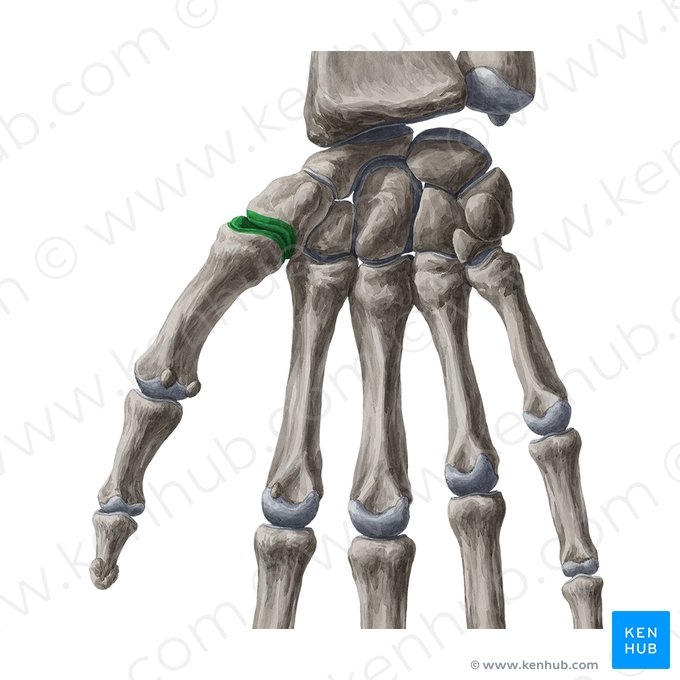 Saddle joint (Articulatio sellaris); Image: Liene Znotina