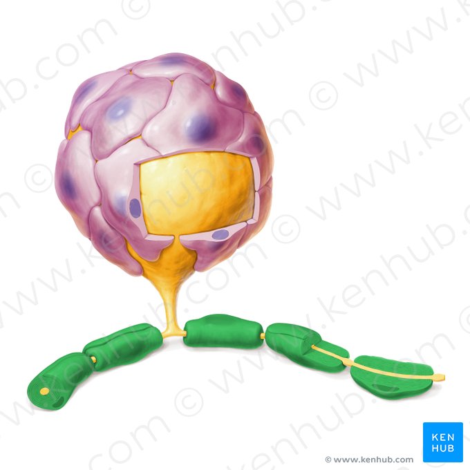Stratum myelini (Myelinscheide); Bild: Paul Kim