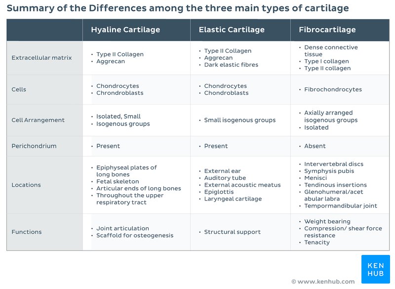 Differences between the three main types of cartilage