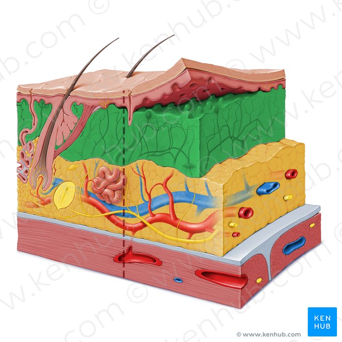 Dermis; Image: Paul Kim