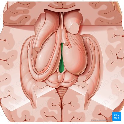 Tercer ventrículo (Ventriculus tertius); Imagen: National Library of Medicine