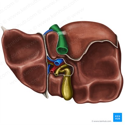 Vena cava inferior (Untere Hohlvene); Bild: Irina Münstermann