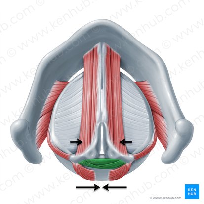 Functio musculorum arytenoidei transversi et obliqui (Funktion des queren und schrägen Stellknorpelmuskels); Bild: Paul Kim