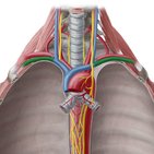 Vena subclavia