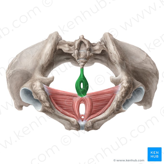 Músculo esfíncter externo do ânus (Musculus sphincter externus ani); Imagem: Liene Znotina