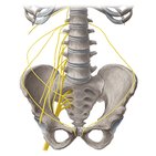 Ilioinguinal nerve