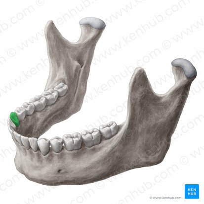 Canino inferior direito (Dens caninus dexter mandibularis); Imagem: 