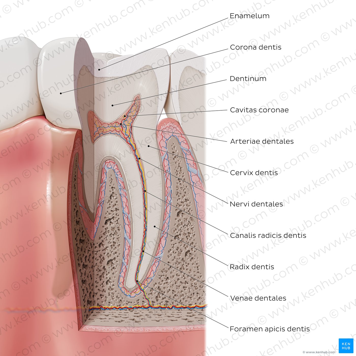 Tooth: parts and landmarks