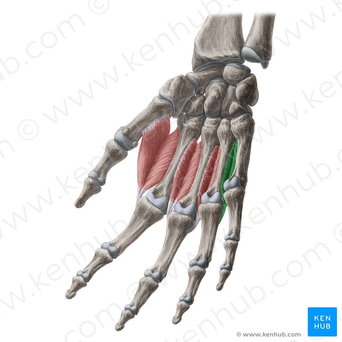 4.º músculo interósseo dorsal da mão (Musculus interosseus dorsalis 4 manus); Imagem: Yousun Koh