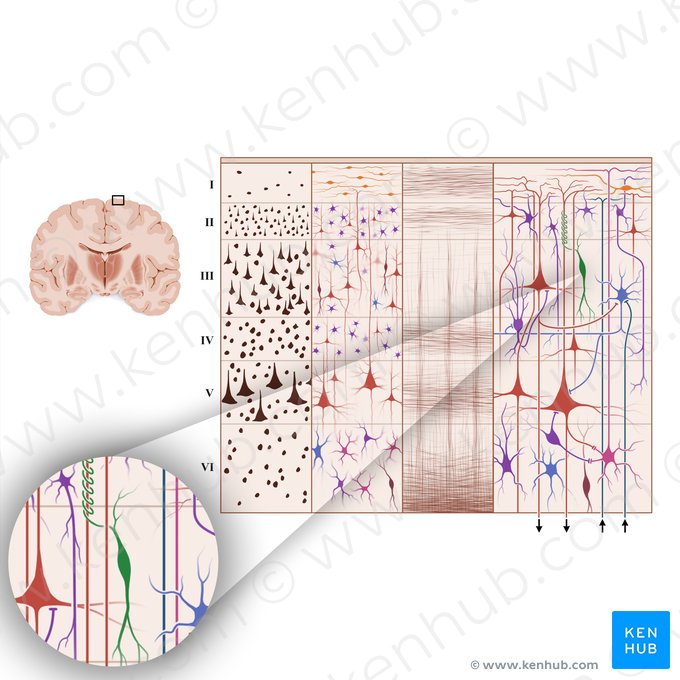 Fusiform cell (Neuron fusiforme); Image: Paul Kim