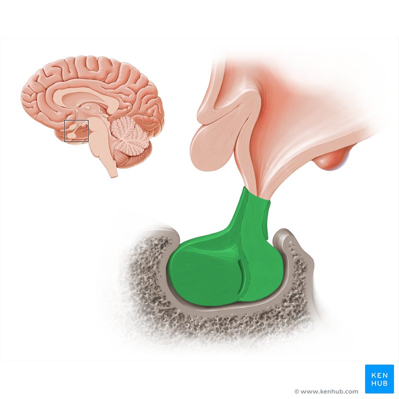 Hypophyse (glande pituitaire)