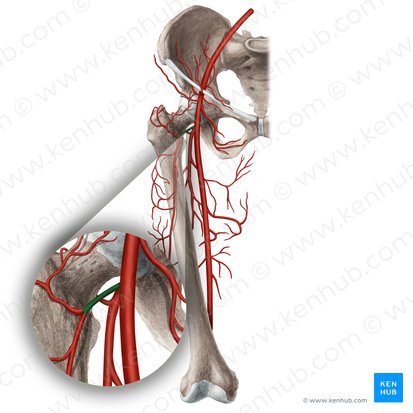 Arteria circumflexa lateralis femoralis (Äußere Oberschenkelkranzarterie); Bild: Rebecca Betts