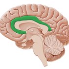 Gyrus cingulaire