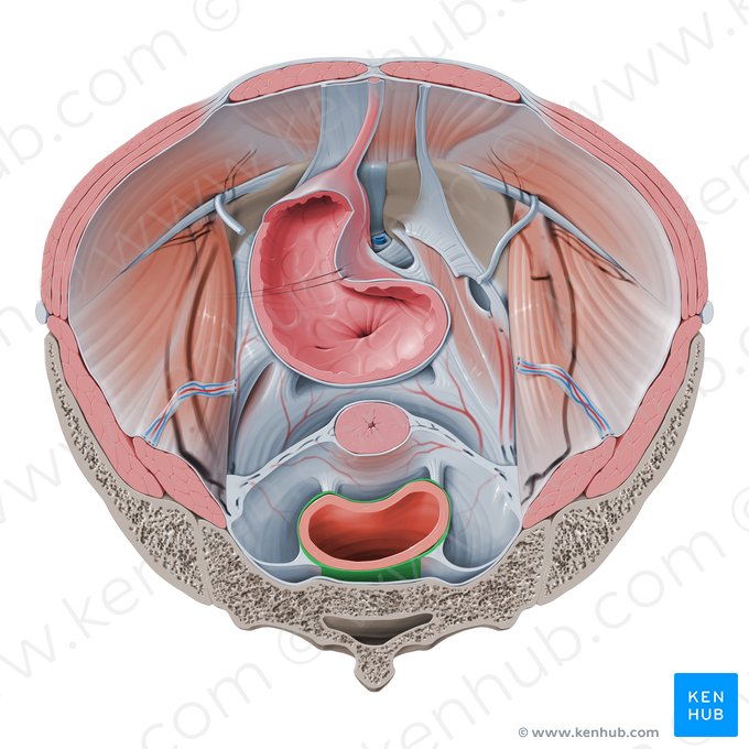 Fáscia retal (Fascia rectalis); Imagem: Paul Kim