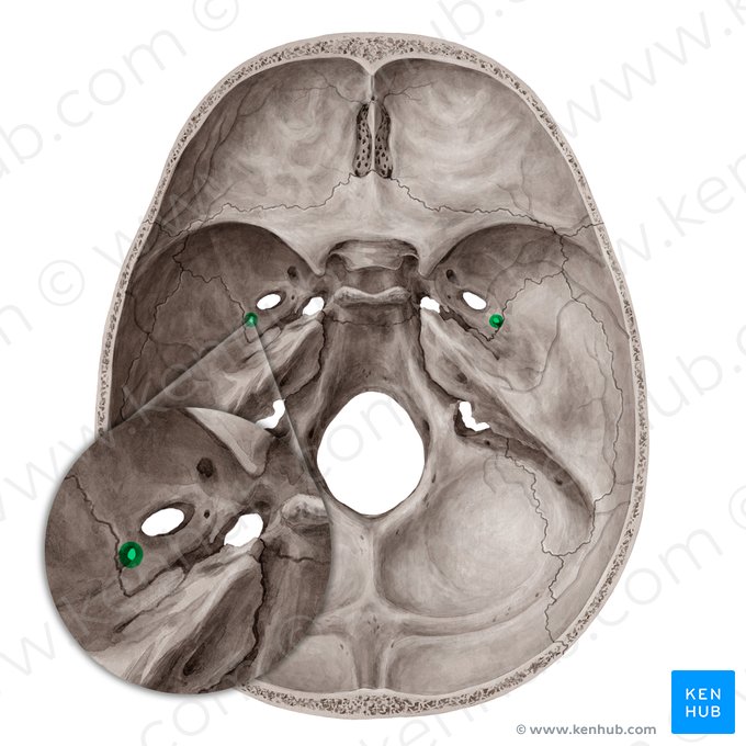 Foramen spinosum (Dornloch); Bild: Yousun Koh