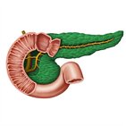 Vascularização e inervação do pâncreas