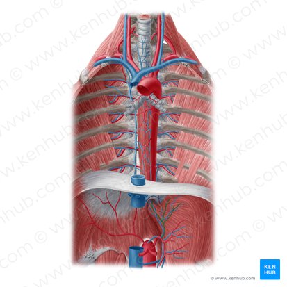 Esophageal branches of left gastric artery (Rami oesophageales arteriae gastricae sinistrae); Image: Yousun Koh