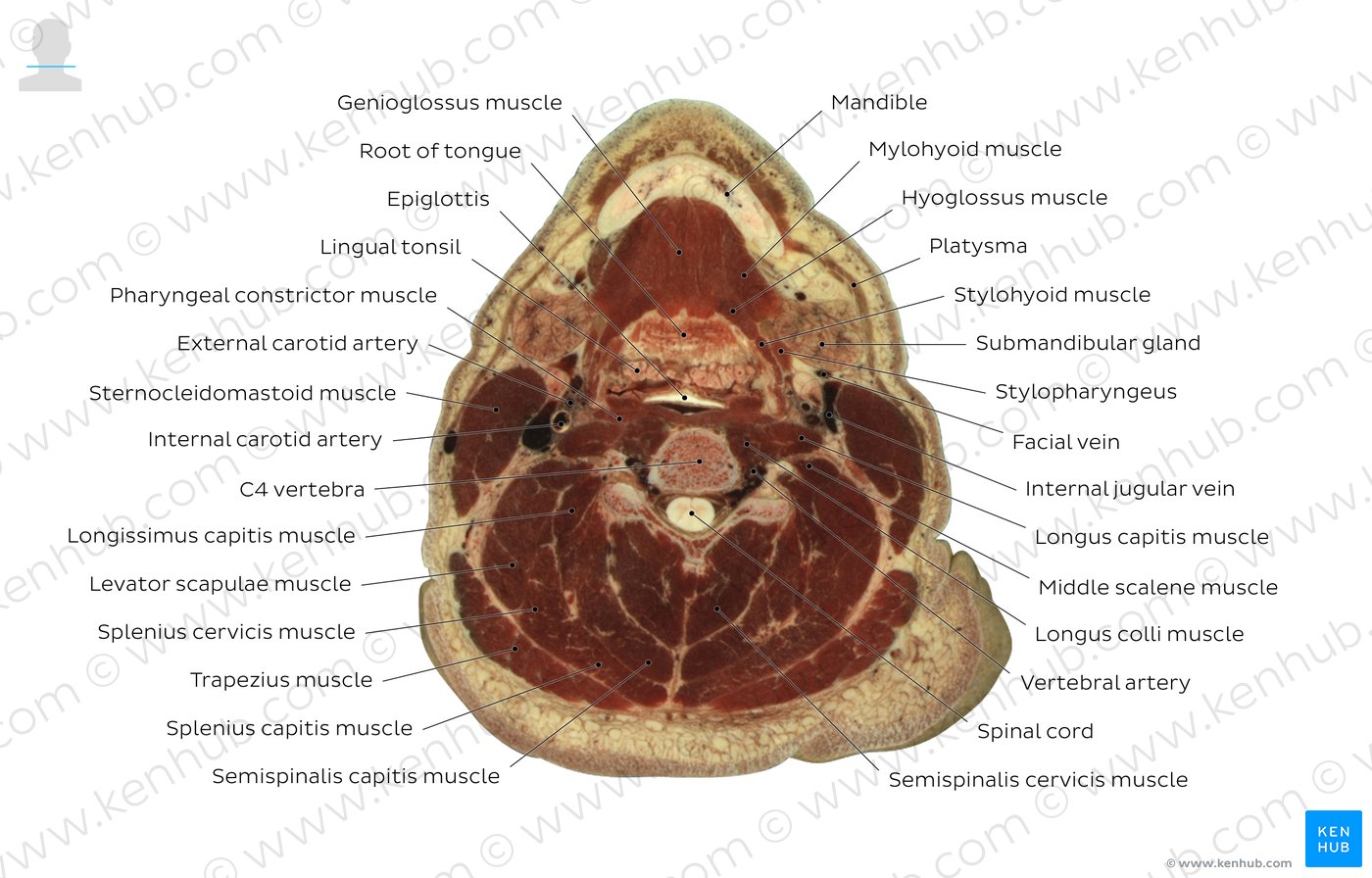 Fourth cervical vertebra level: Overview