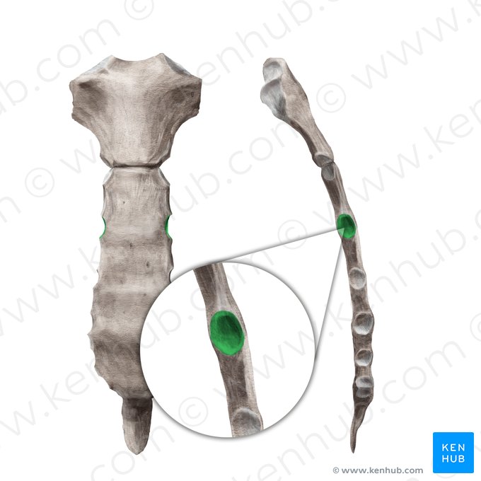 3ème incisure costale du sternum (Incisura costalis 3 sterni); Image : Begoña Rodriguez