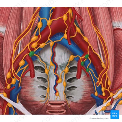 Internal iliac lymph nodes (Nodi lymphoidei iliaci interni); Image: Irina Münstermann