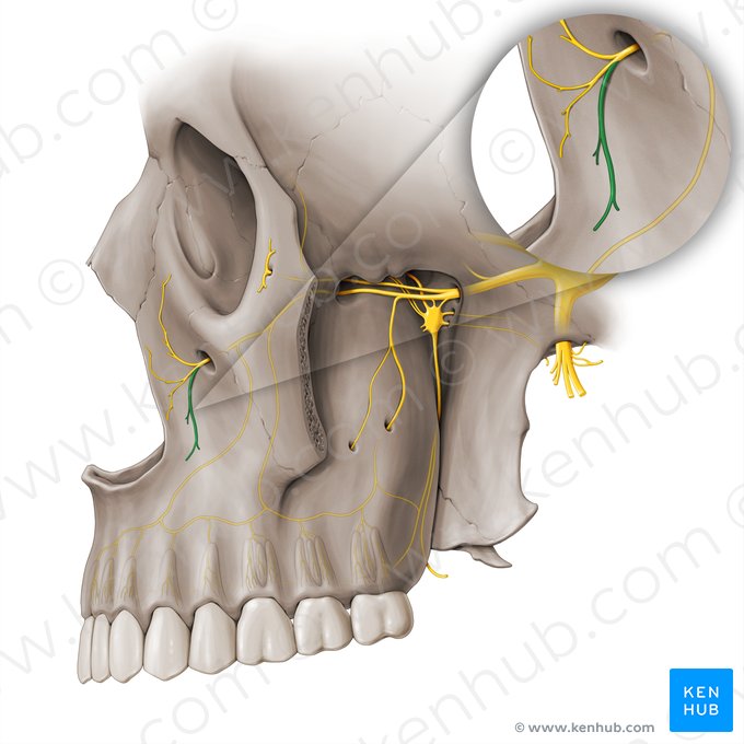 Ramos labiales superiores del nervio infraorbitario (Rami labiales superiores nervi infraorbitalis); Imagen: Paul Kim