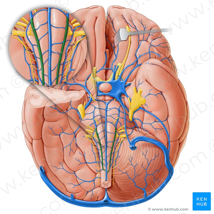 Anterolateral medullary vein (Vena medullaris anterolateralis); Image: Paul Kim